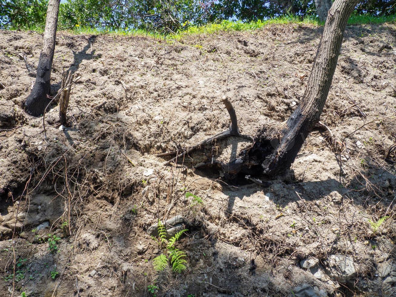 raíces de árboles y suelo seco. arena. pendiente de tierra. foto