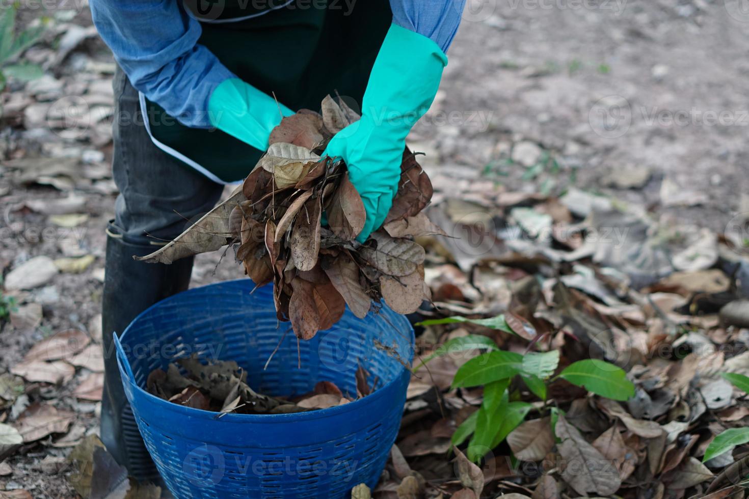 Closeup gardener is collecting dry leaves in to basket to make compost for fertilizing plants in garden. Concept , Utilization of dry leaves to make organic fertilizers. Natural materials. photo