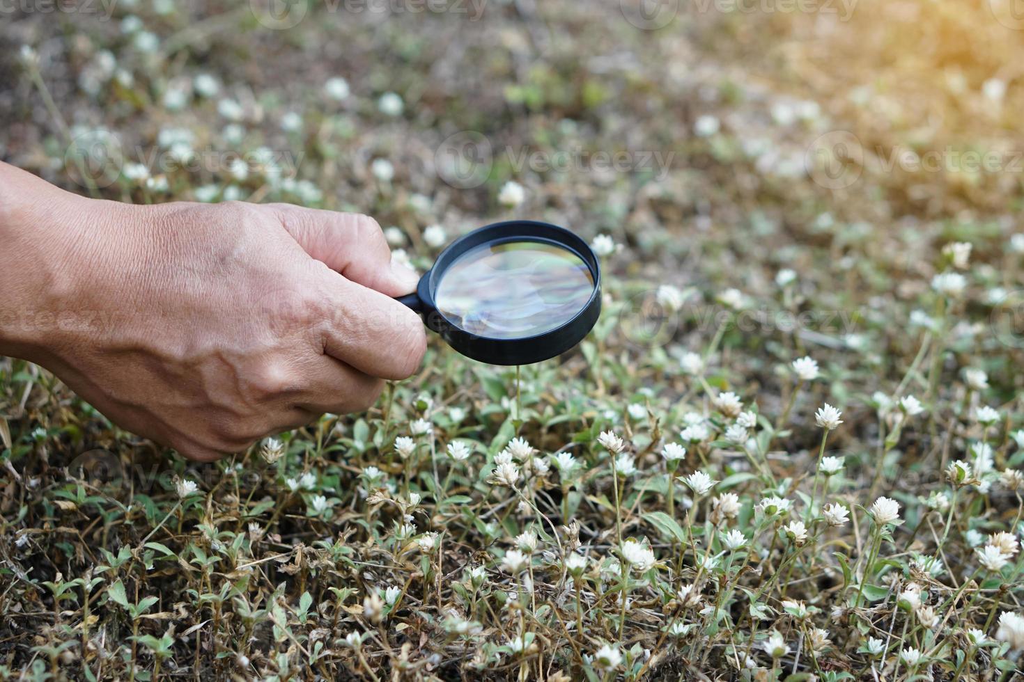 Closeup hand hold magnify glass to explore tiny grass flowers. Concept, examine, explore, research nature or biological organisms. Study about environment and plants. Science tool photo