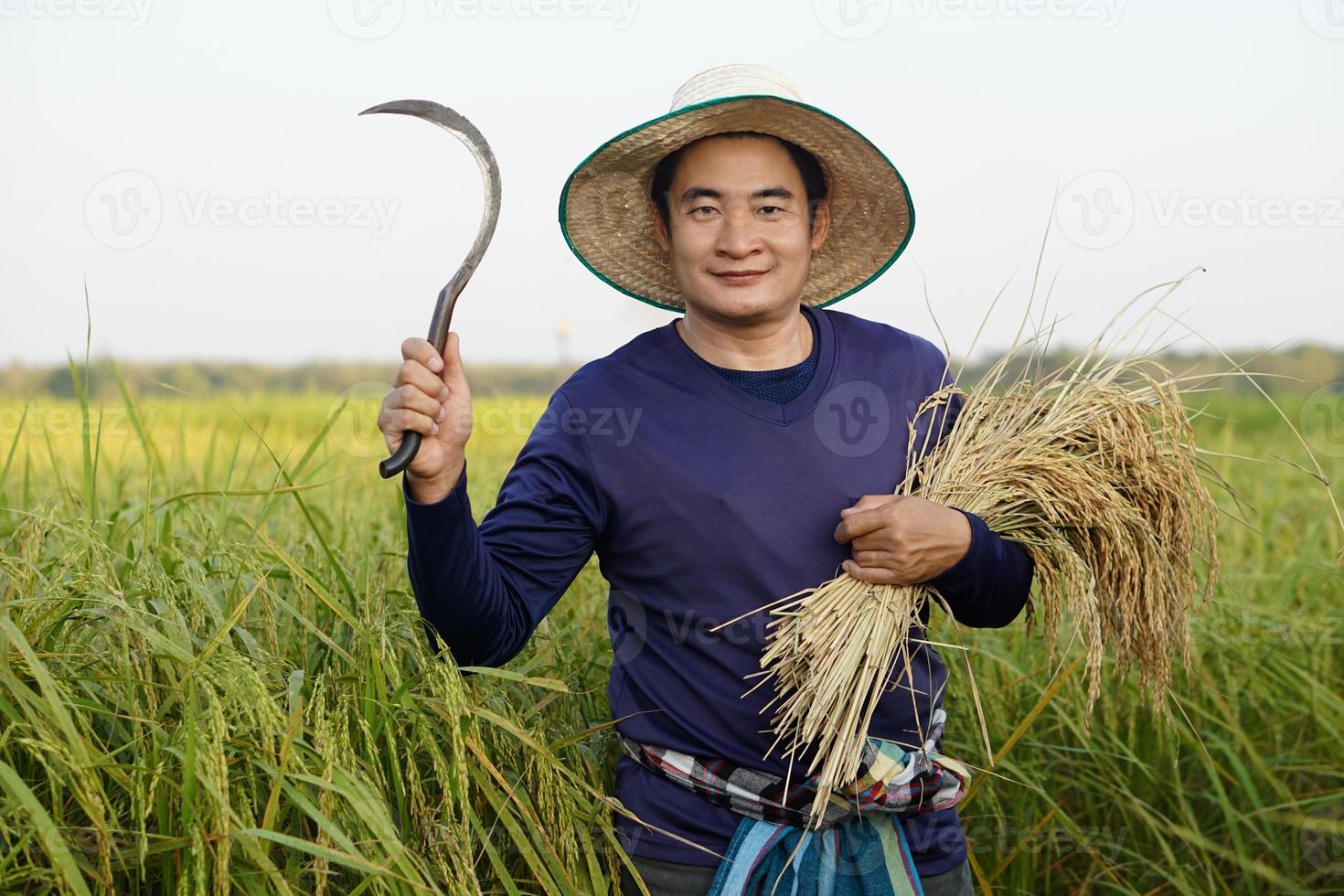 granjero asiático usa sombrero, sostiene hoz y plantas de arroz cosechadas en el campo de arroz. concepto, ocupación agrícola. agricultor con arroz orgánico. foto