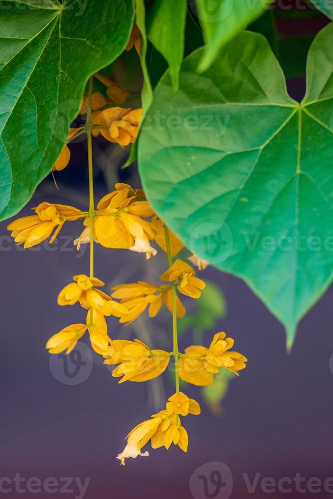 Petreovitex bambusetorum King blooming in the garden photo