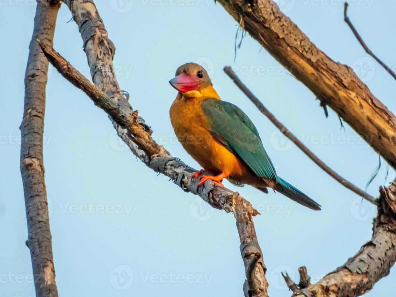 Stork billed kingfisher perched on tree photo