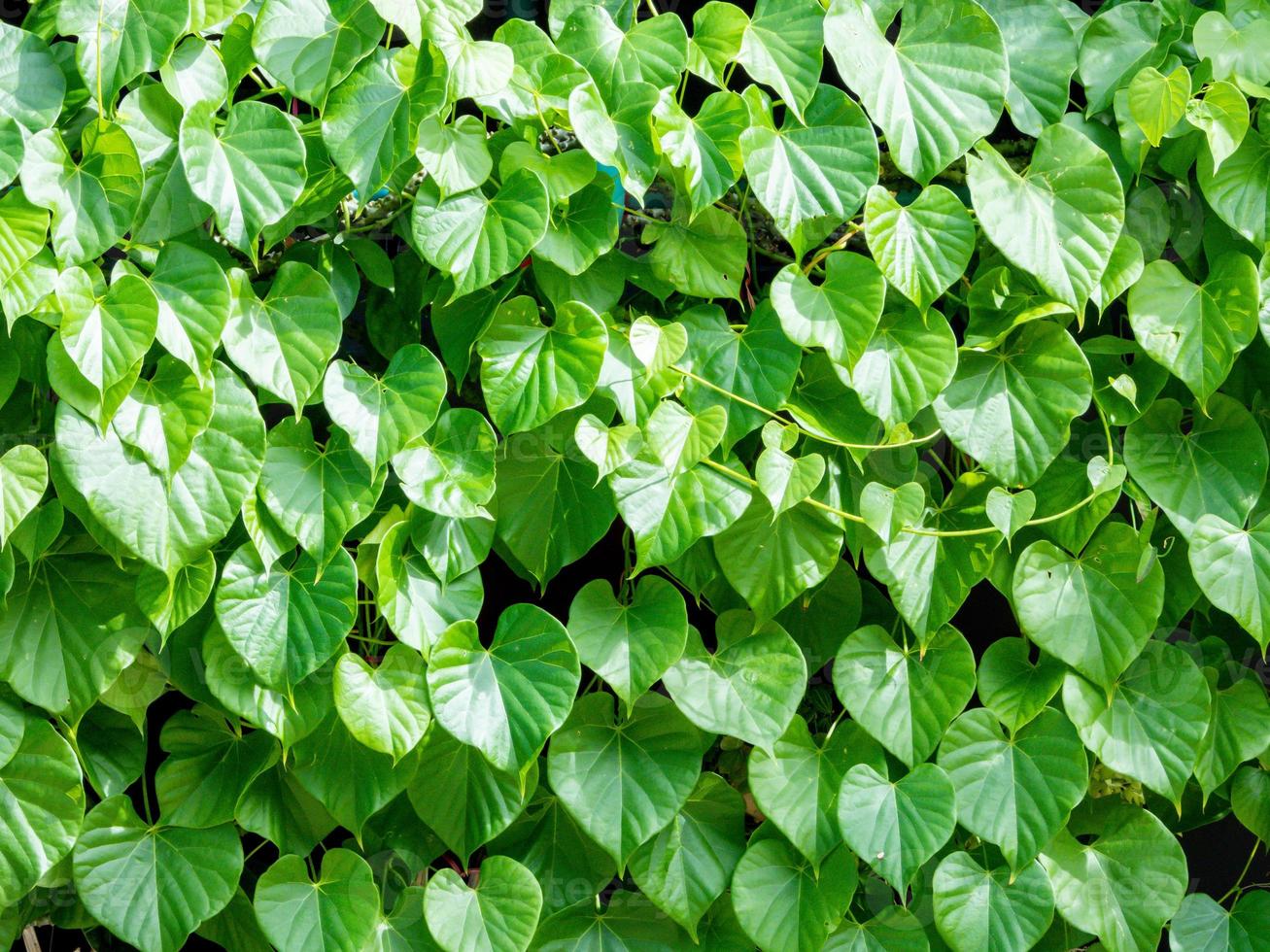 Tinospora cordifolia local name guduchi, and giloy, is an herbaceous vine of the family Menispermaceae indigenous to the tropical areas of India use as Ayurveda medicine photo