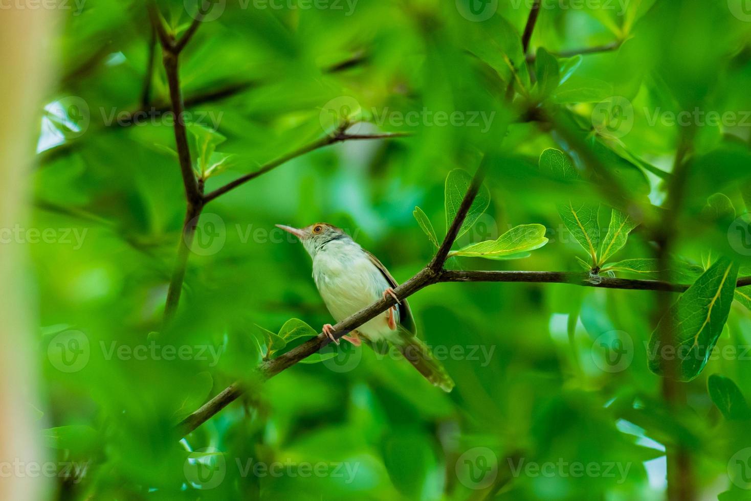 Common Tailorbird perched on tree photo