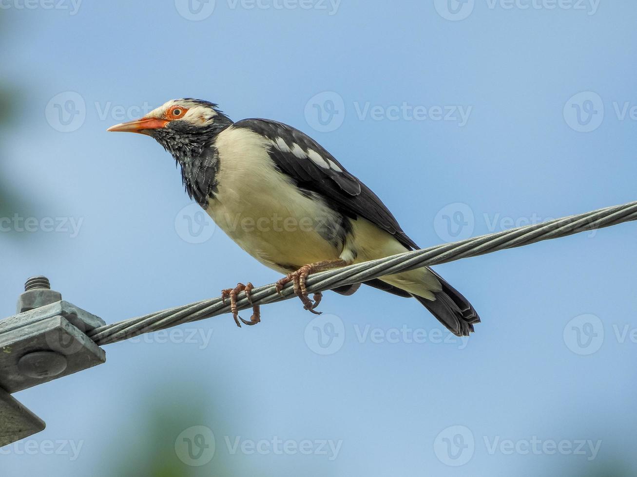 Asian Pied Starling perched on wire photo