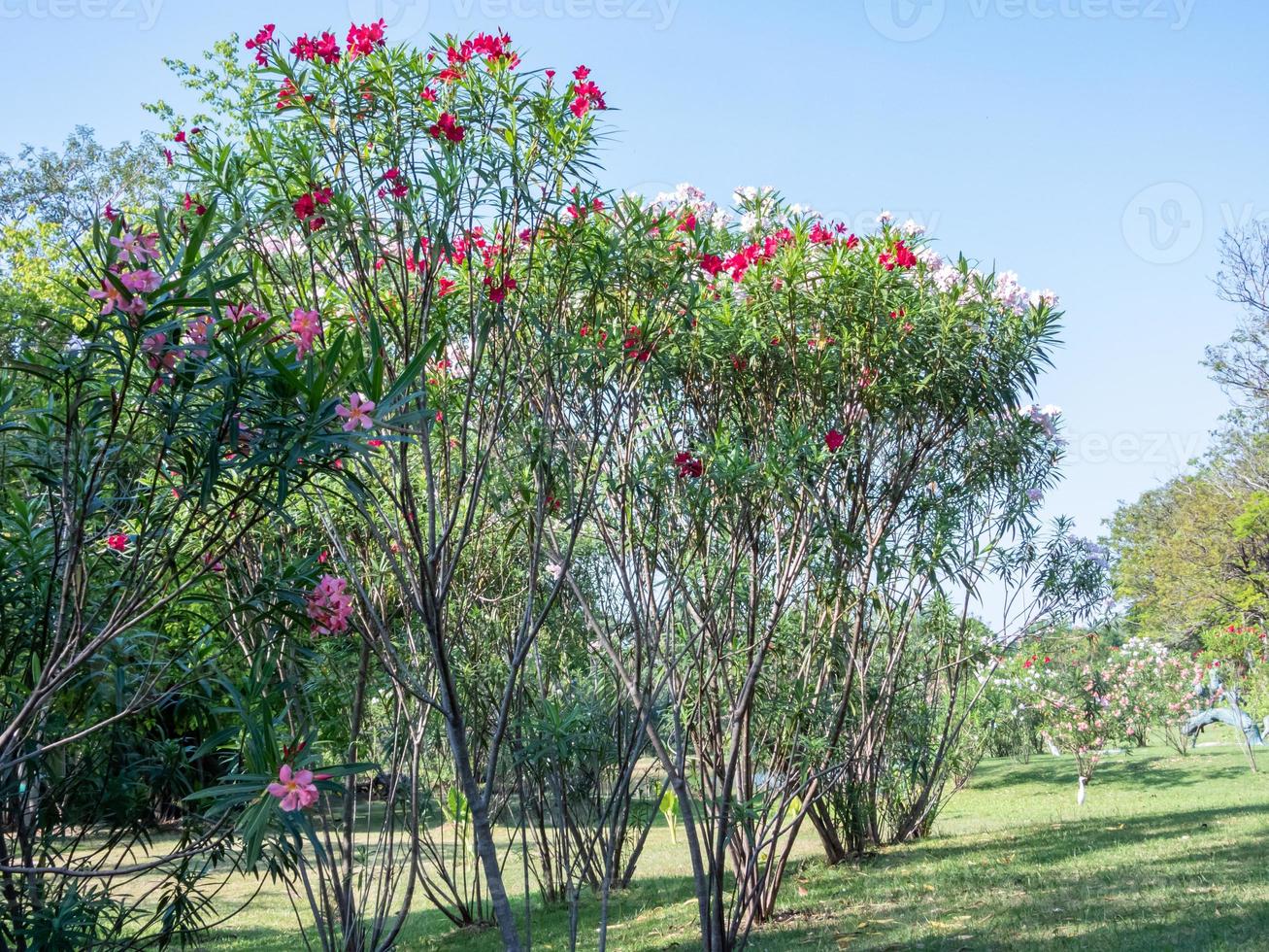 adelfa dulce, bahía rosa que florece en el parque foto