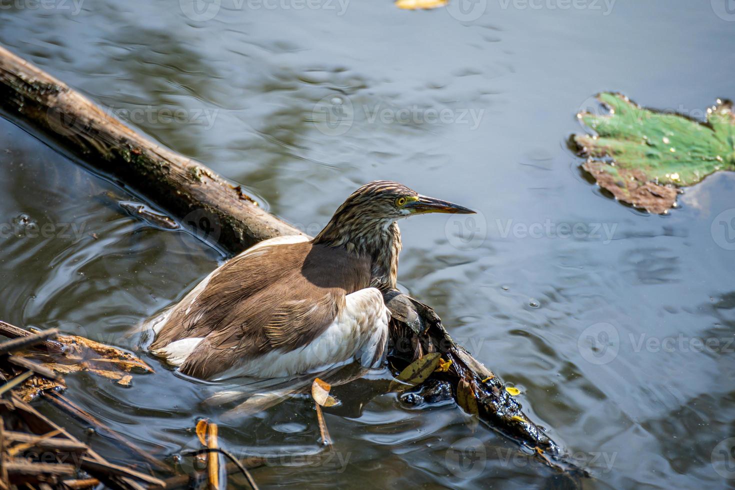 Chinese pond heron perched on logs in the pond. photo