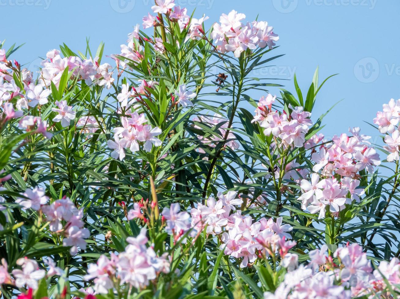 adelfa dulce, bahía rosa que florece en el parque foto