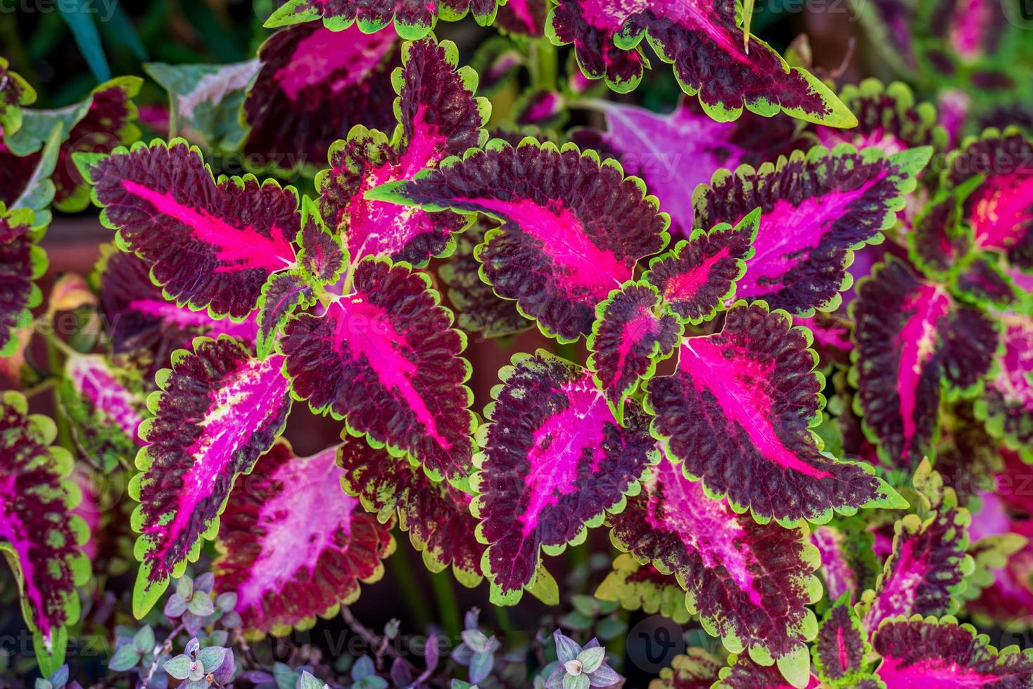 solenostemon scutellarioides, plectranthus scutellarioides floreciendo en el jardín foto