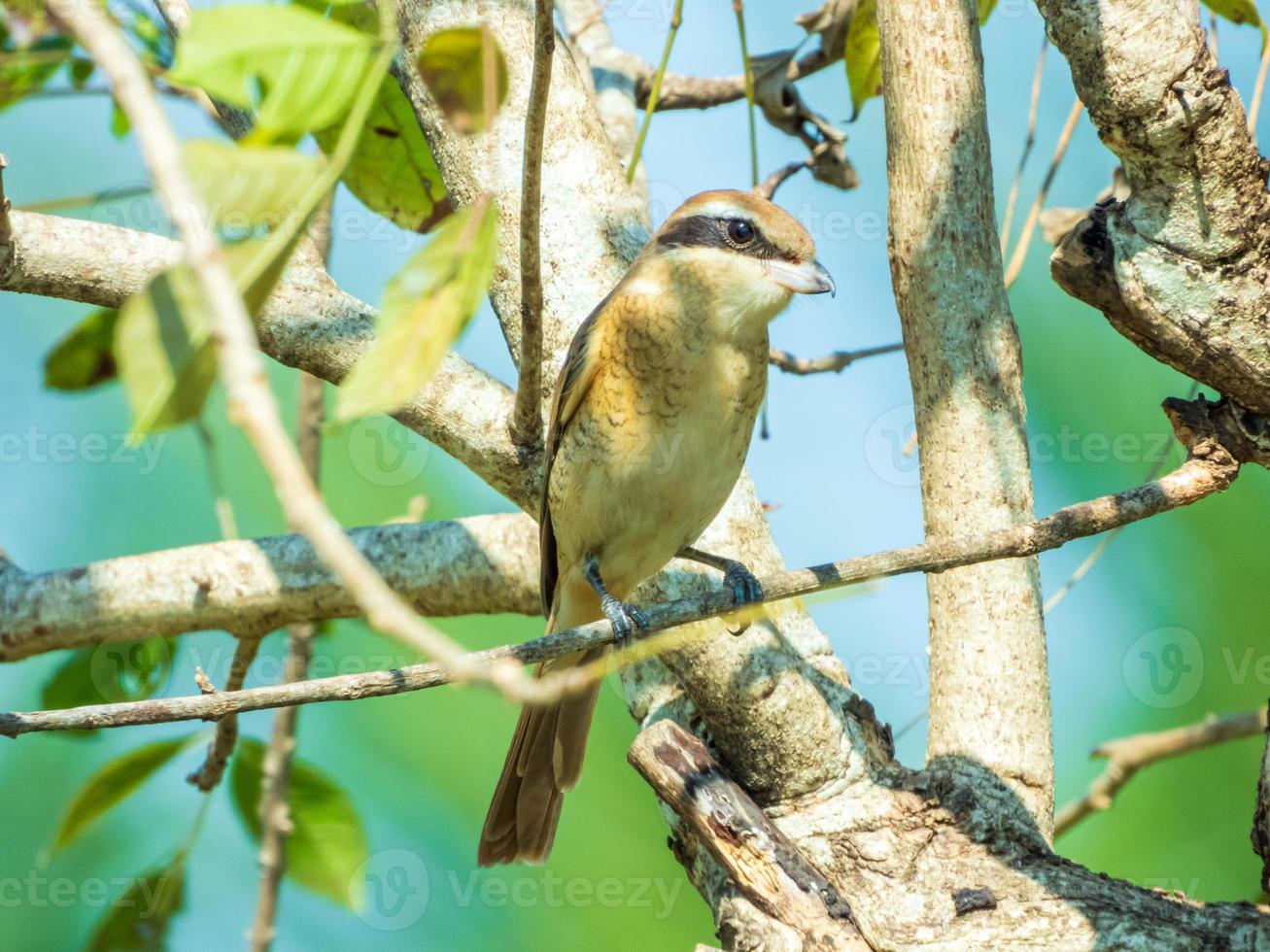 Brown shrike perched on tree photo