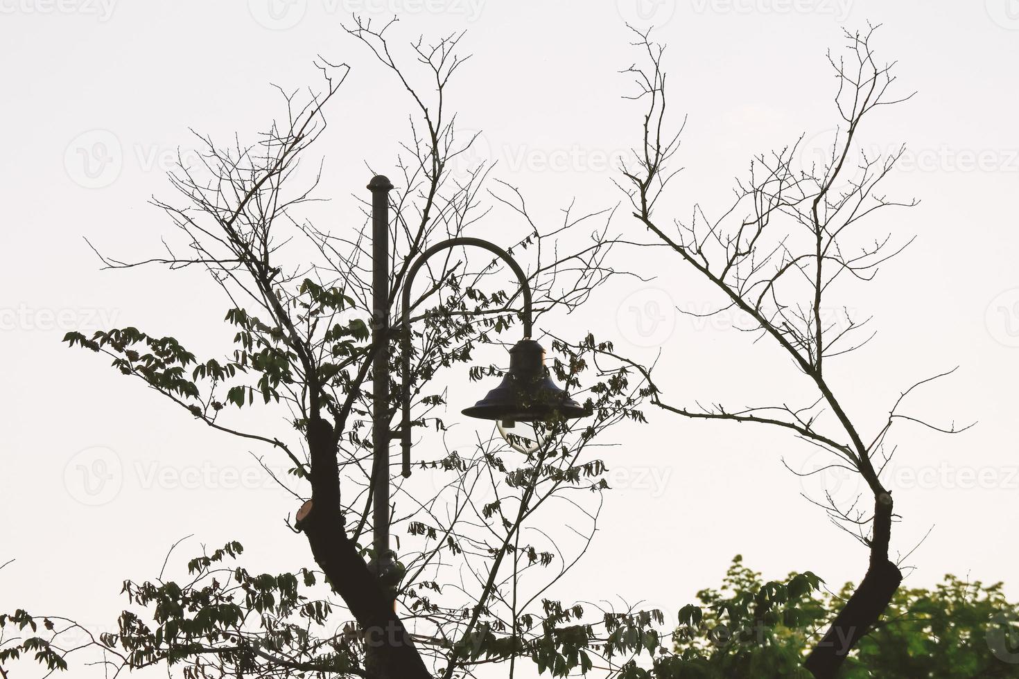 Silhouettes of tree top branches and a street light curved on white winter sky background photo