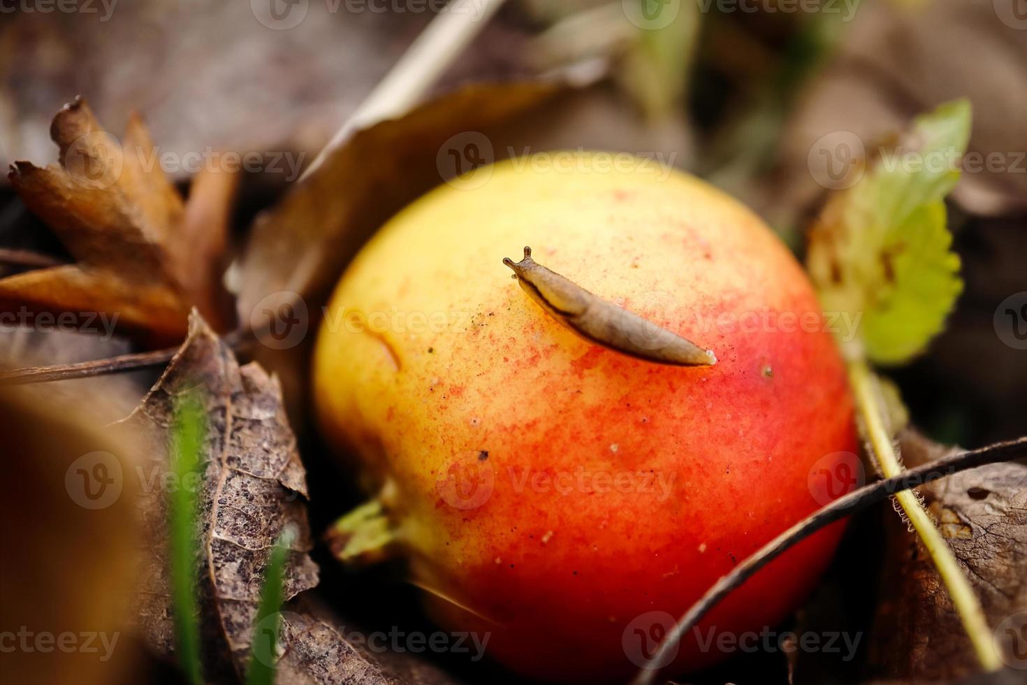 Top view of a tiny slug sitting on a small red and yellow ripe apple lying in brown autumn leaves on the ground during the autumn season photo