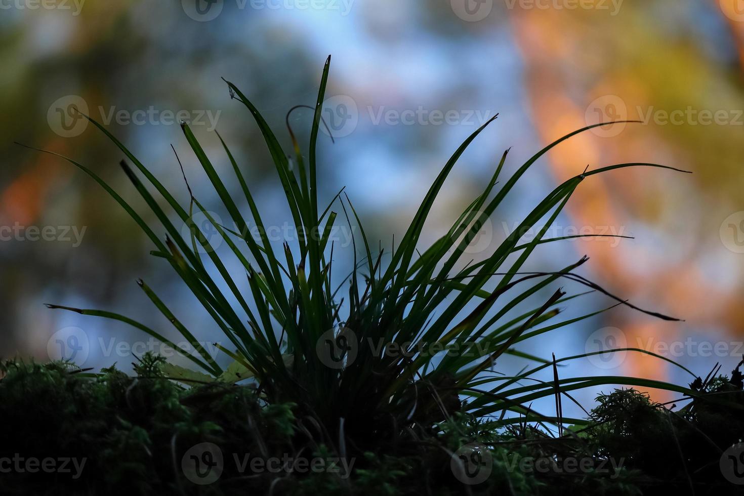 Shaggy grass black silhouette on blue sky in forest background with visible autumn yellow foliage photo