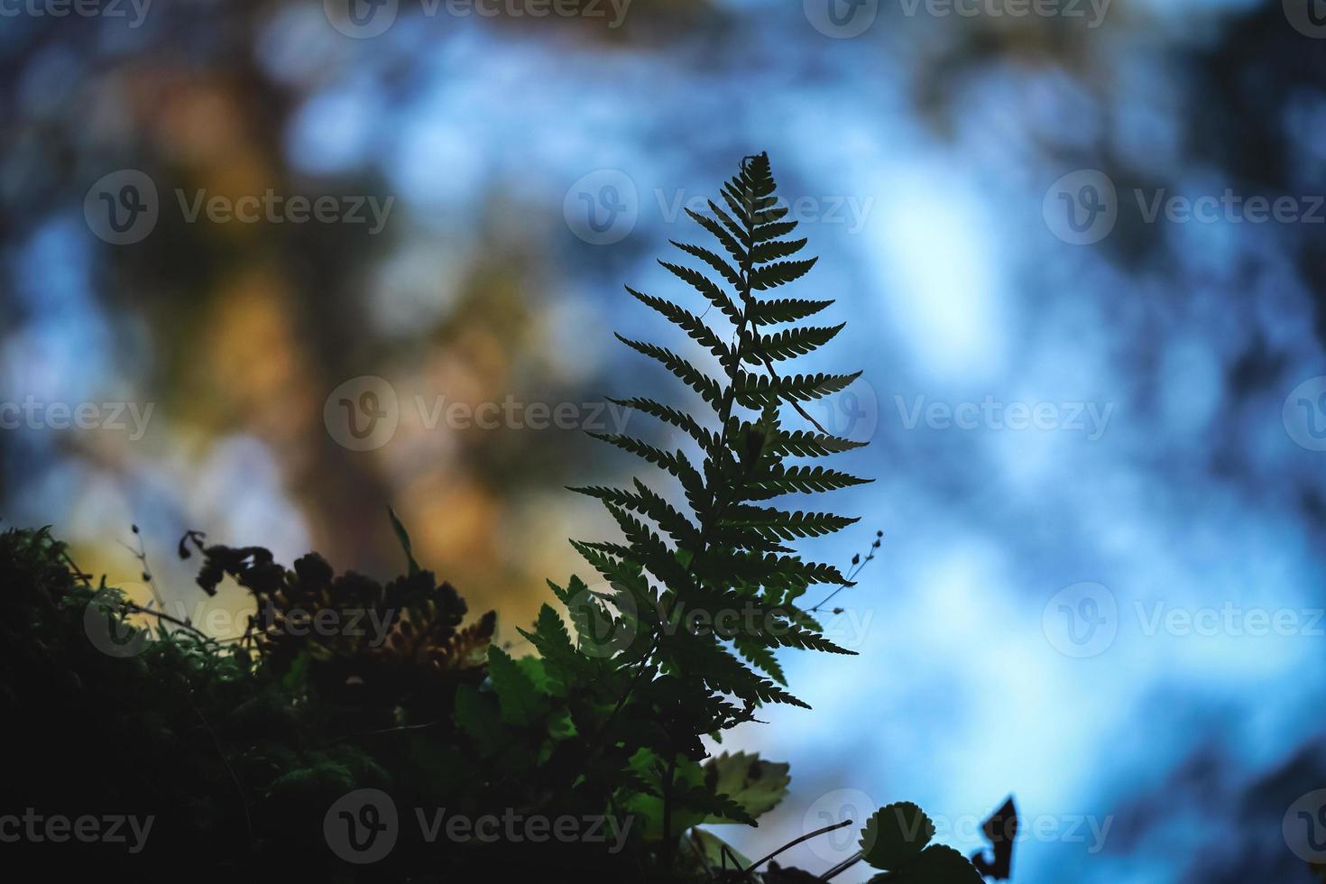 Little fern branch dark silhouette on blue sky in forest background with visible autumn yellow foliage photo