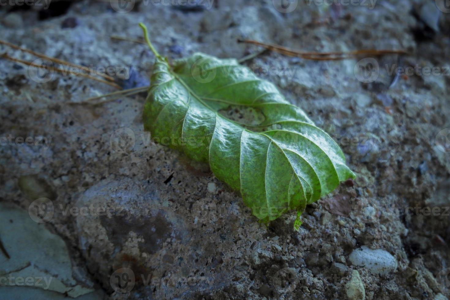 Curled up yet green linden leaf lying on grey stone textured surface photo