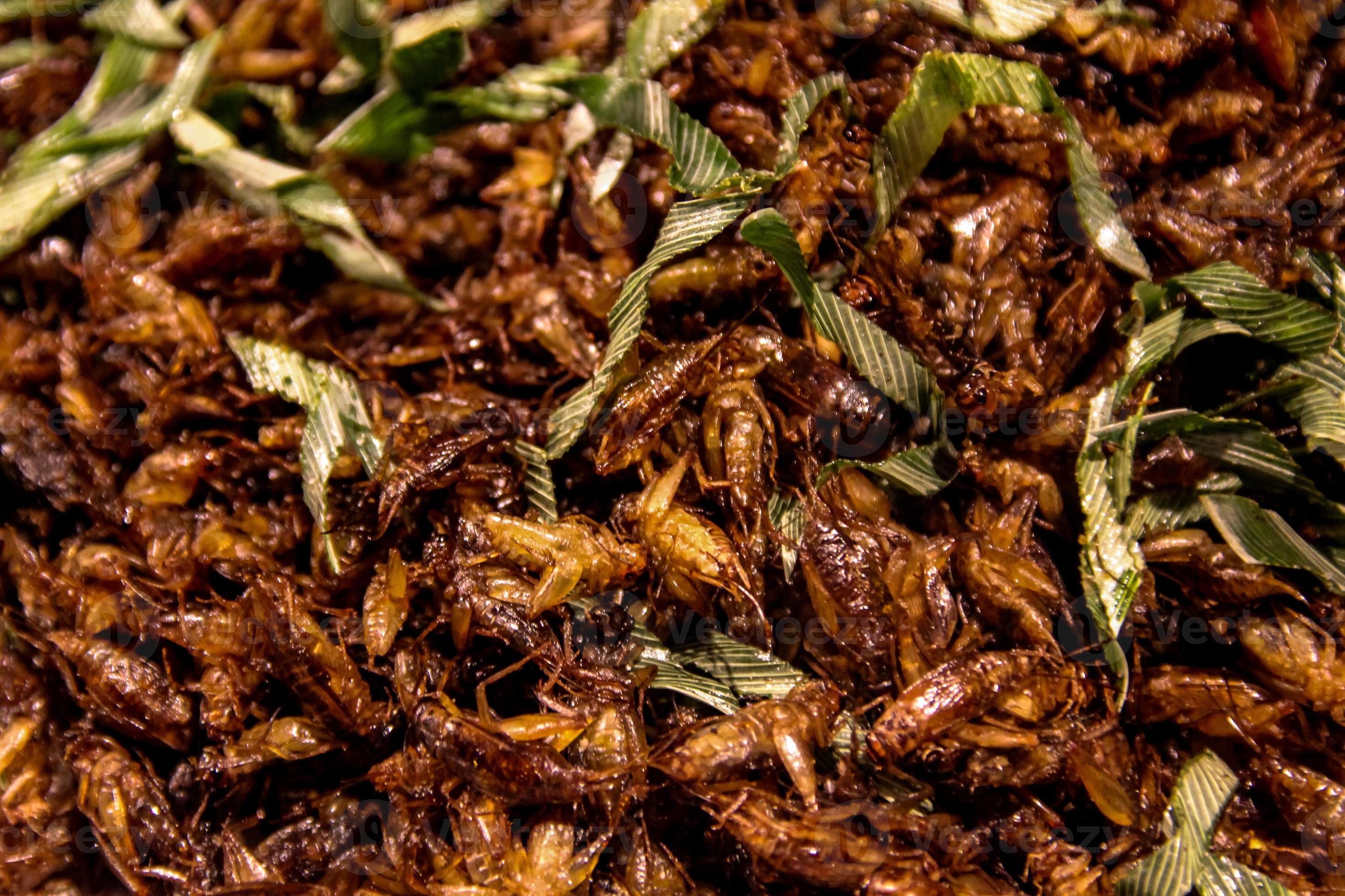 Unbelievable! These Animals Feast On Crickets - q3kb7ub