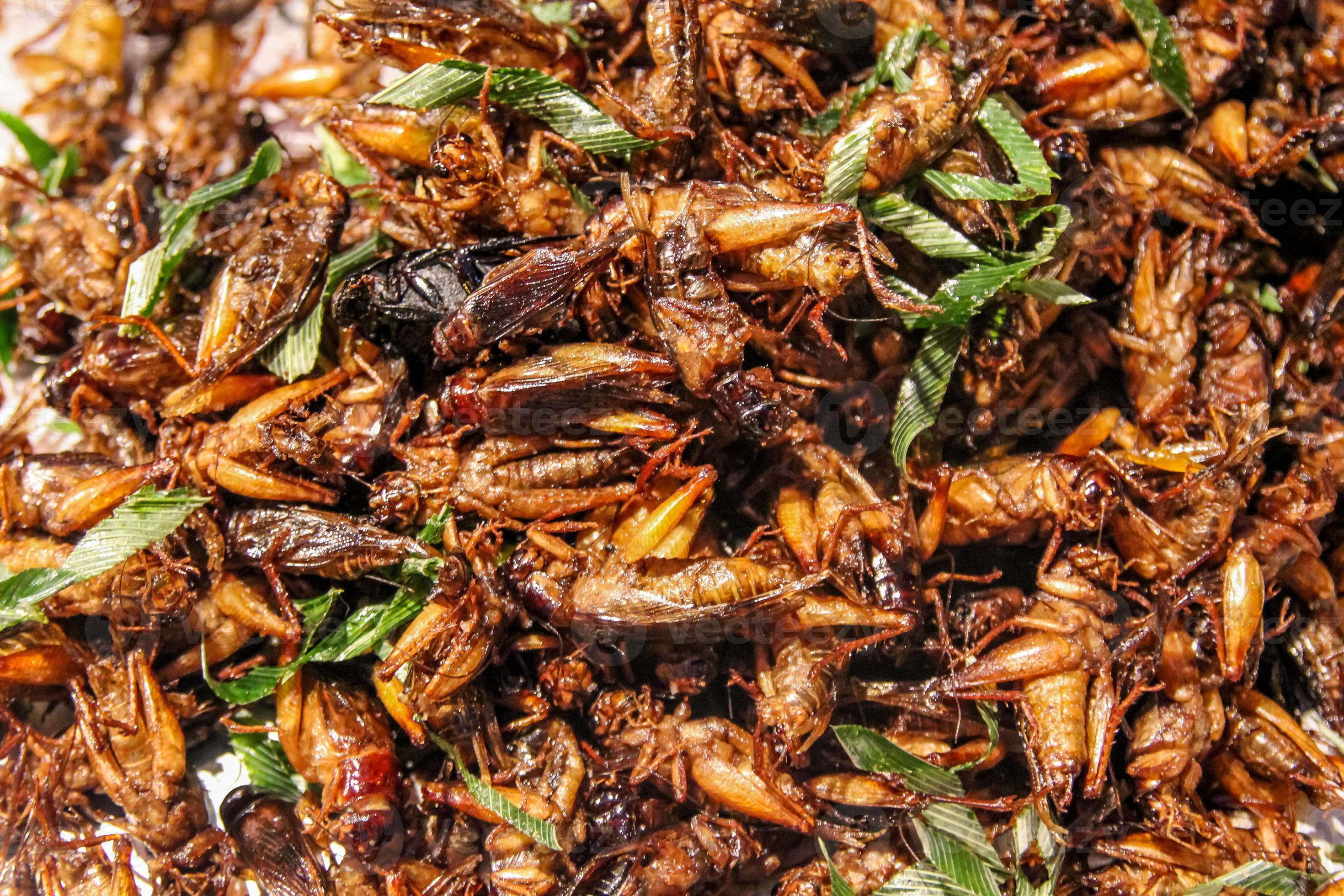 Unbelievable! These Animals Feast On Crickets - q5lgk4v