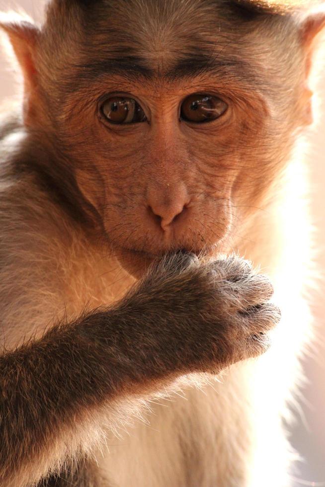 Bonnet Macaque Monkey in Badami Fort. photo