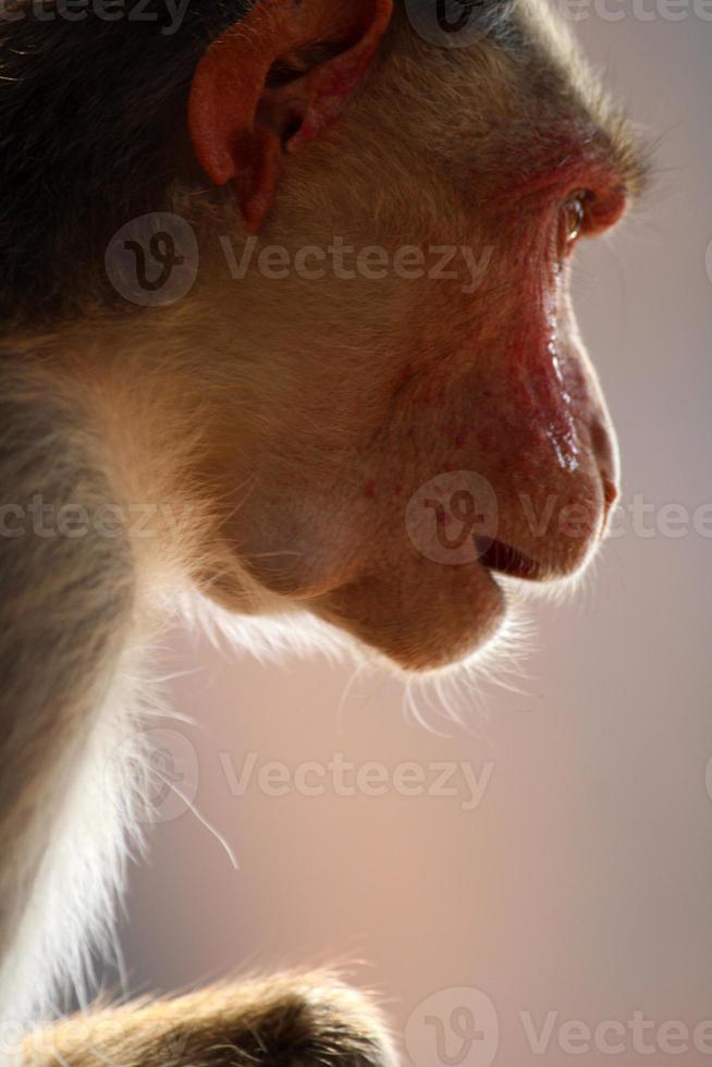 Bonnet Macaque Monkey in Badami Fort. photo