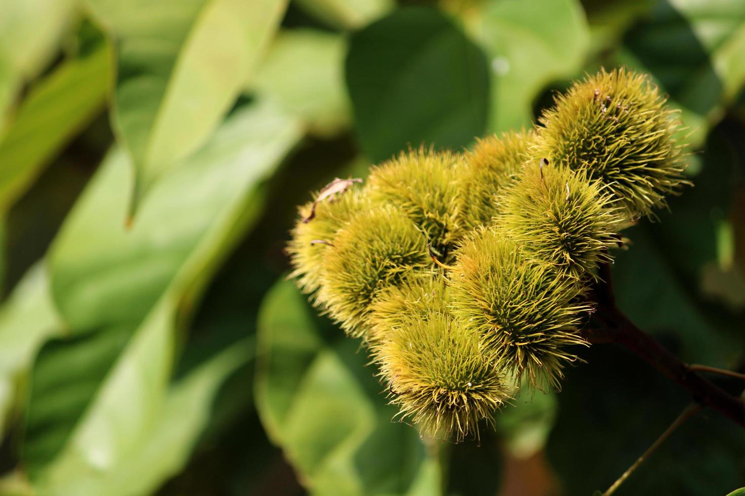 Bixa Orellana Green Seed Pods, Almatti photo