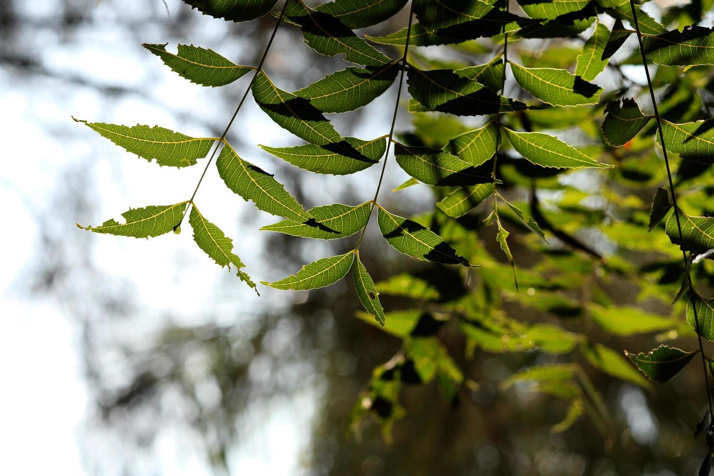 Neem Tree Leaf Branch photo