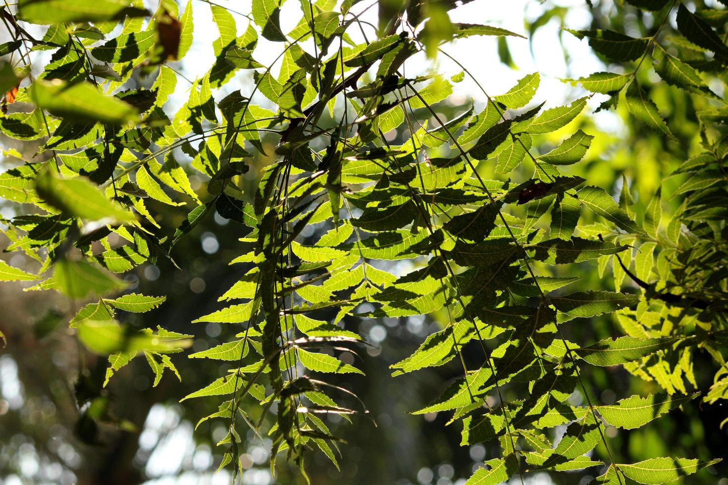 rama de hoja de árbol de neem foto