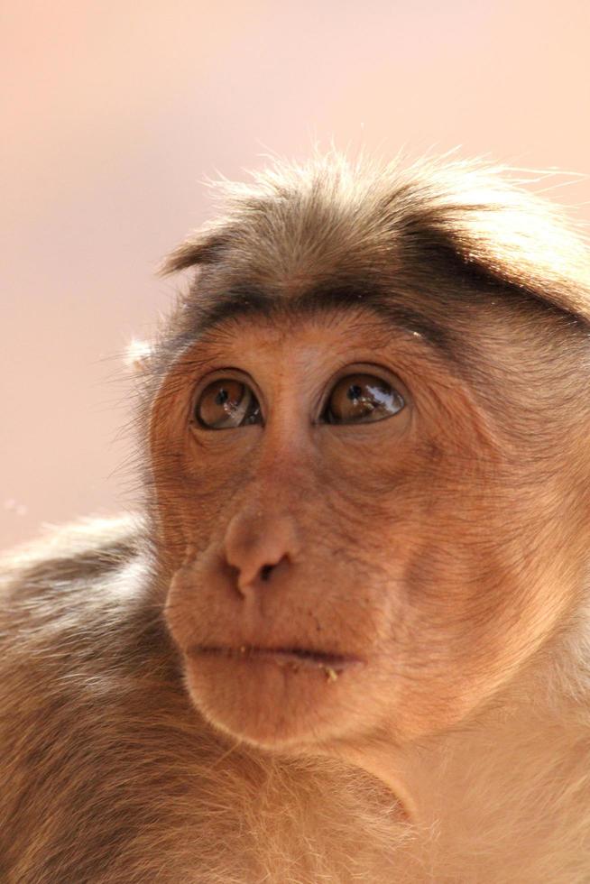 Bonnet Macaque Monkey in Badami Fort. photo