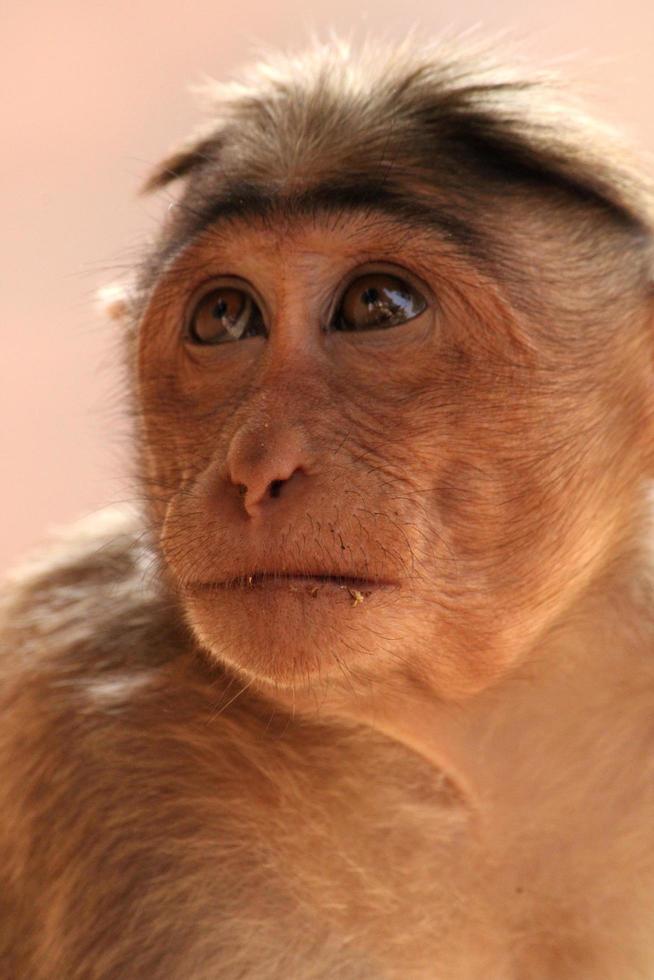 Bonnet Macaque Monkey in Badami Fort. photo