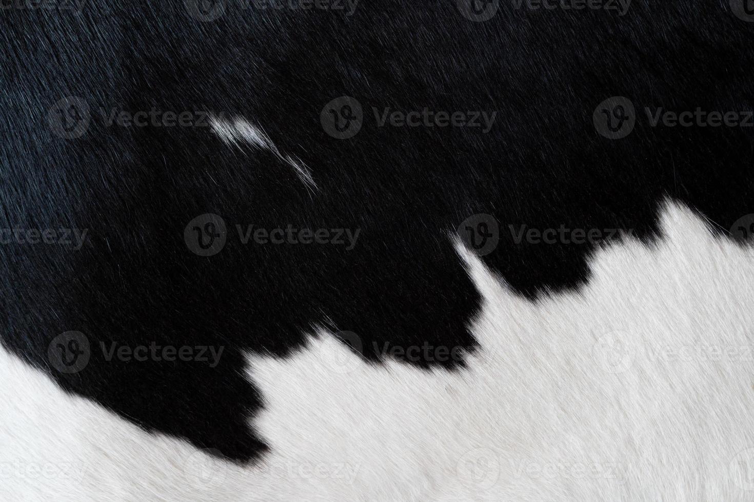 fur carpet with black cow skin pattern background. Cow texture pattern. Animal skin template. Spot background. photo