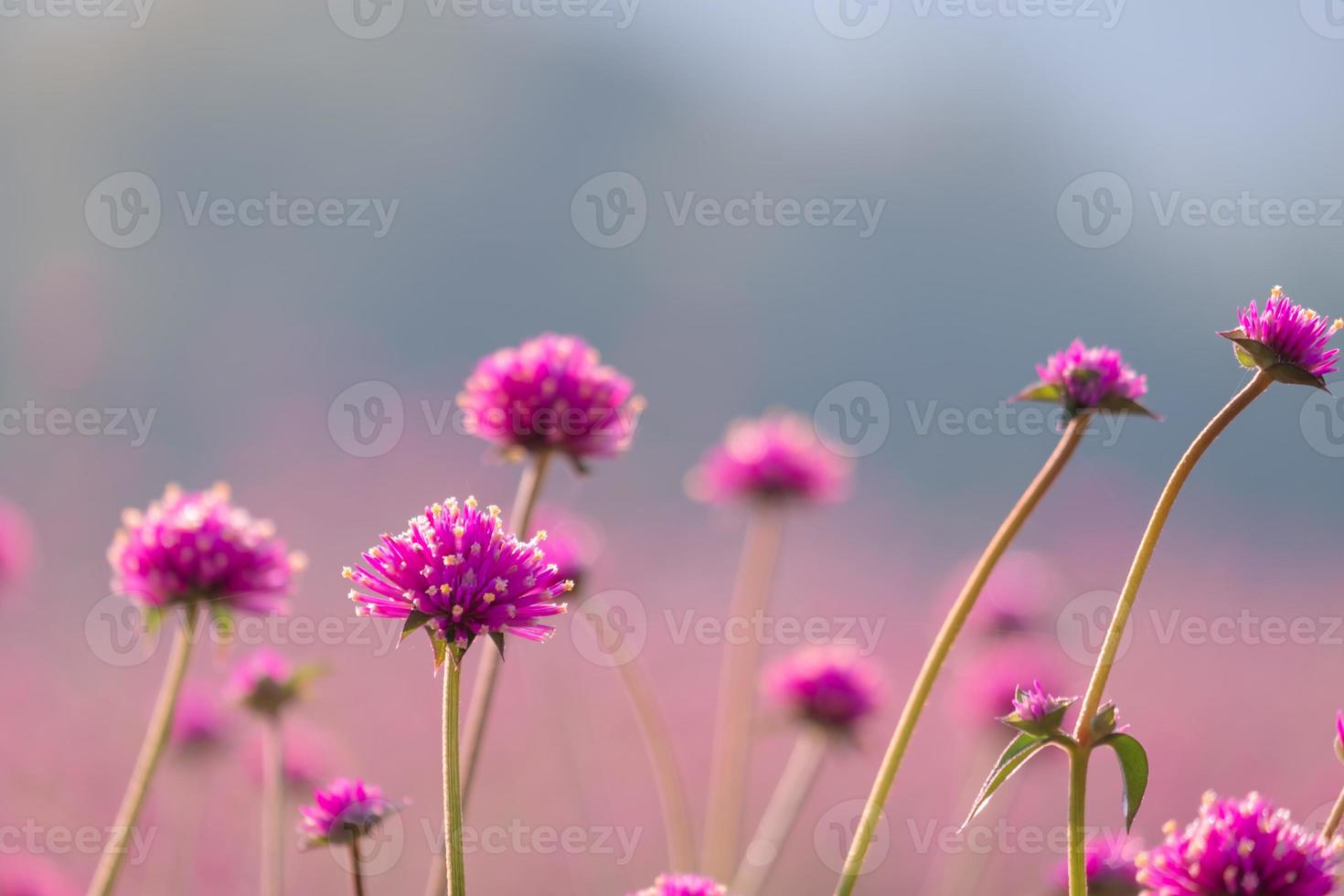 flor de amaranto rosa en el campo, hermoso crecimiento y flores en el prado que florece en la mañana. pastel suave en el fondo del bokeh de la naturaleza foto