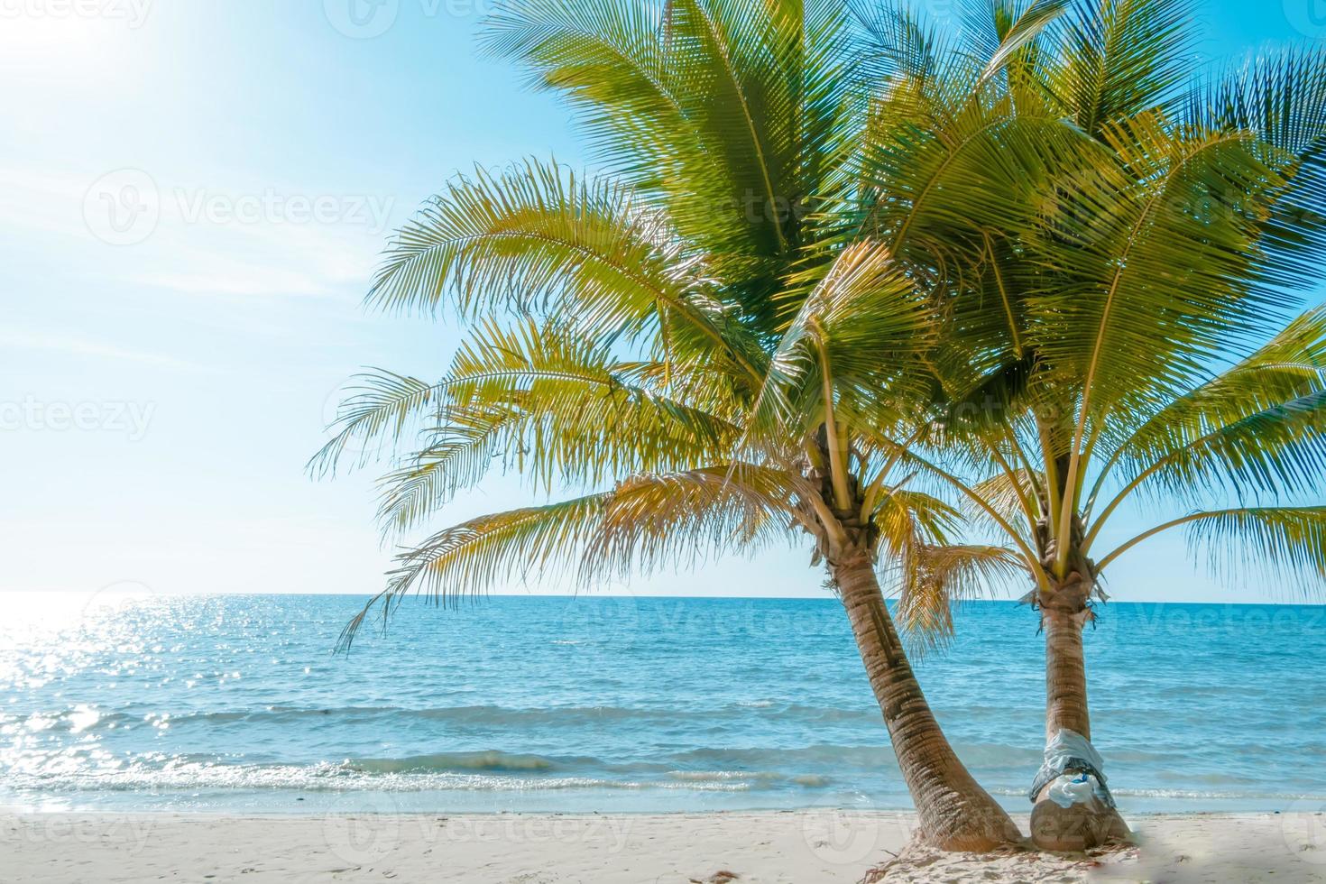 Palm tree on the tropical beach,with a beautiful  sea view on blue sky nature background photo