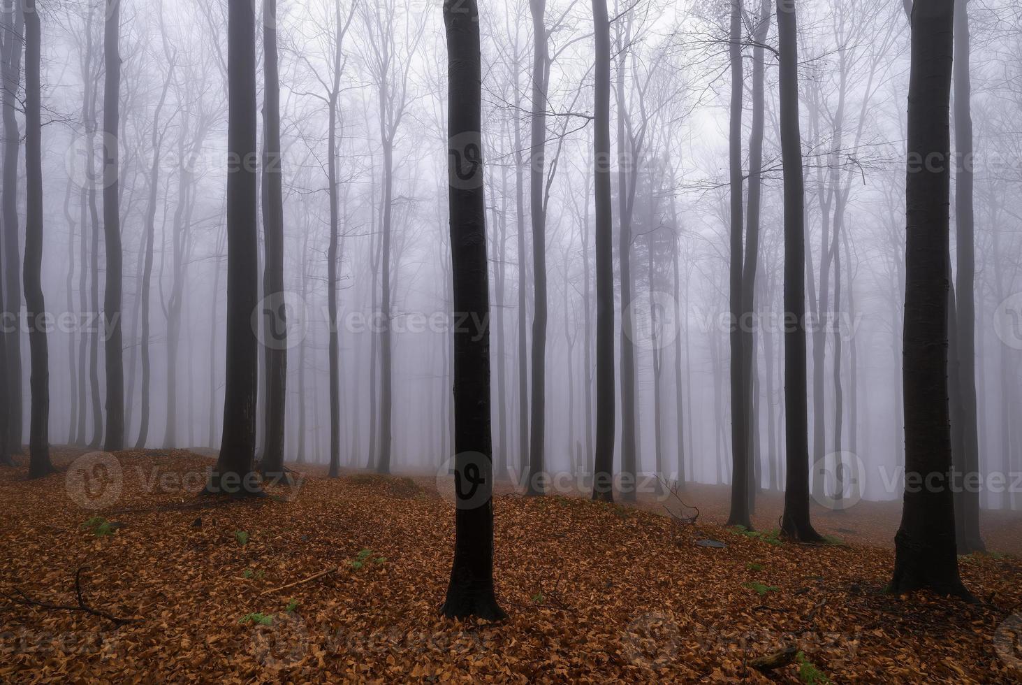 Autumn beech forest photo