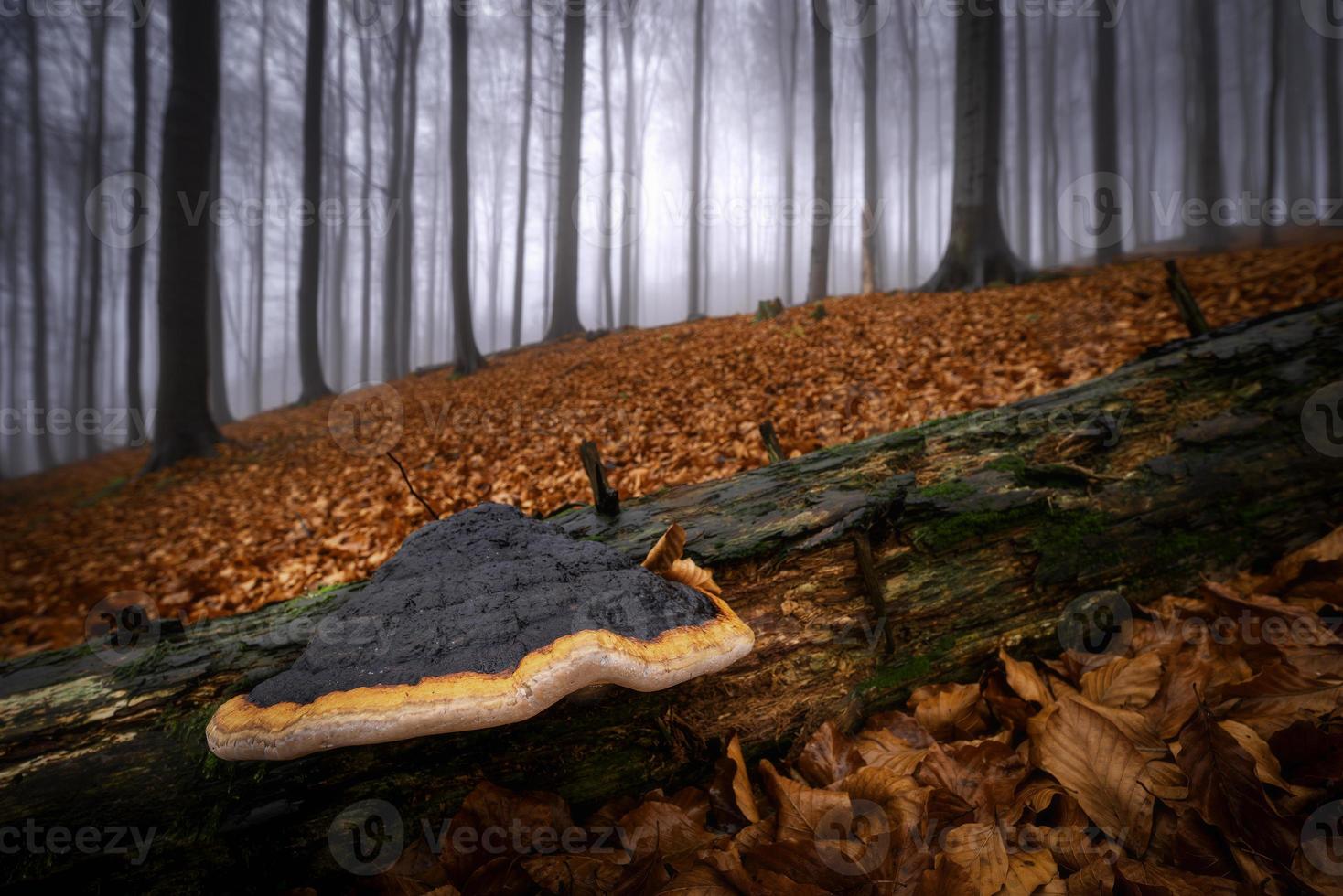 Autumn beech forest photo
