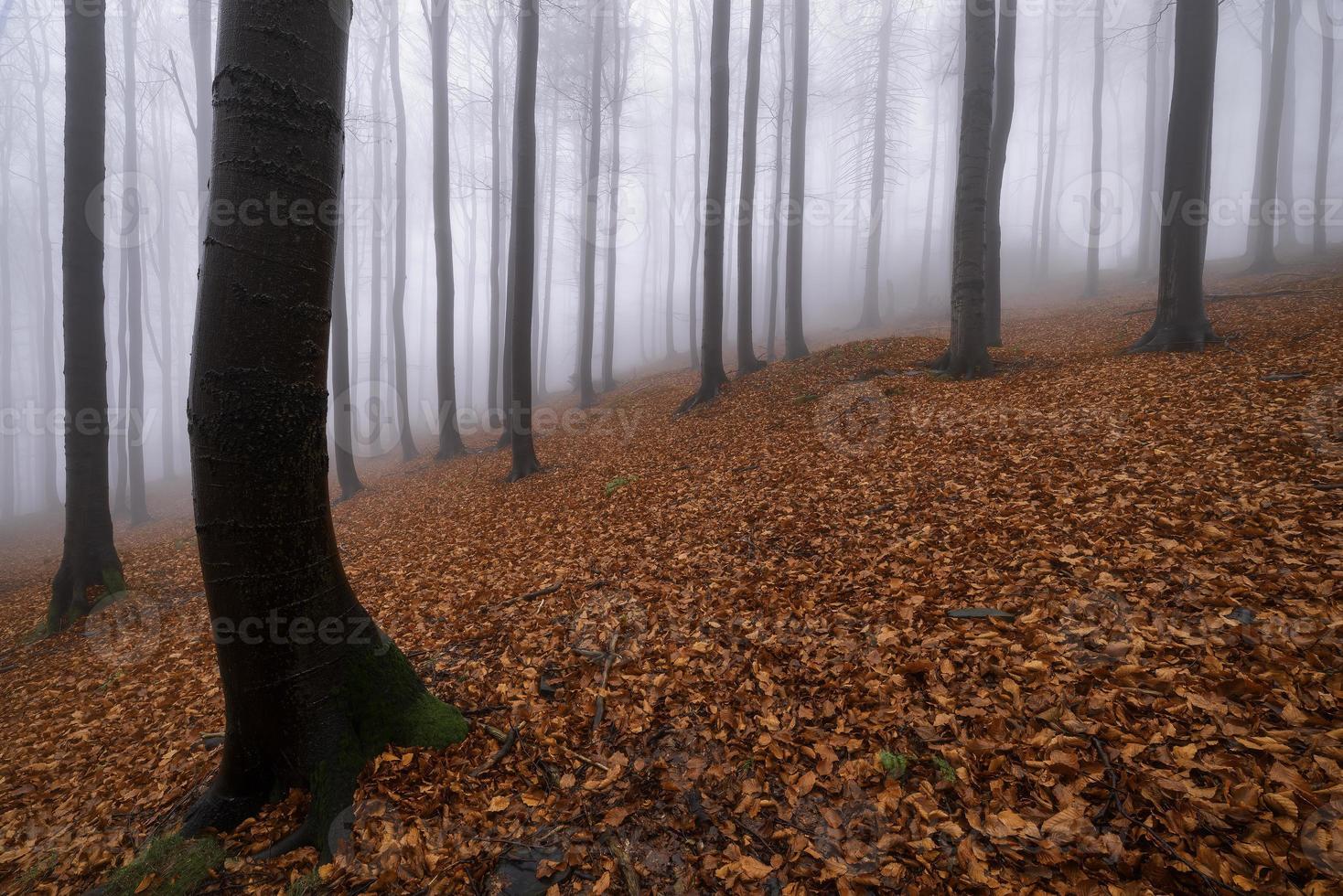 Autumn beech forest photo