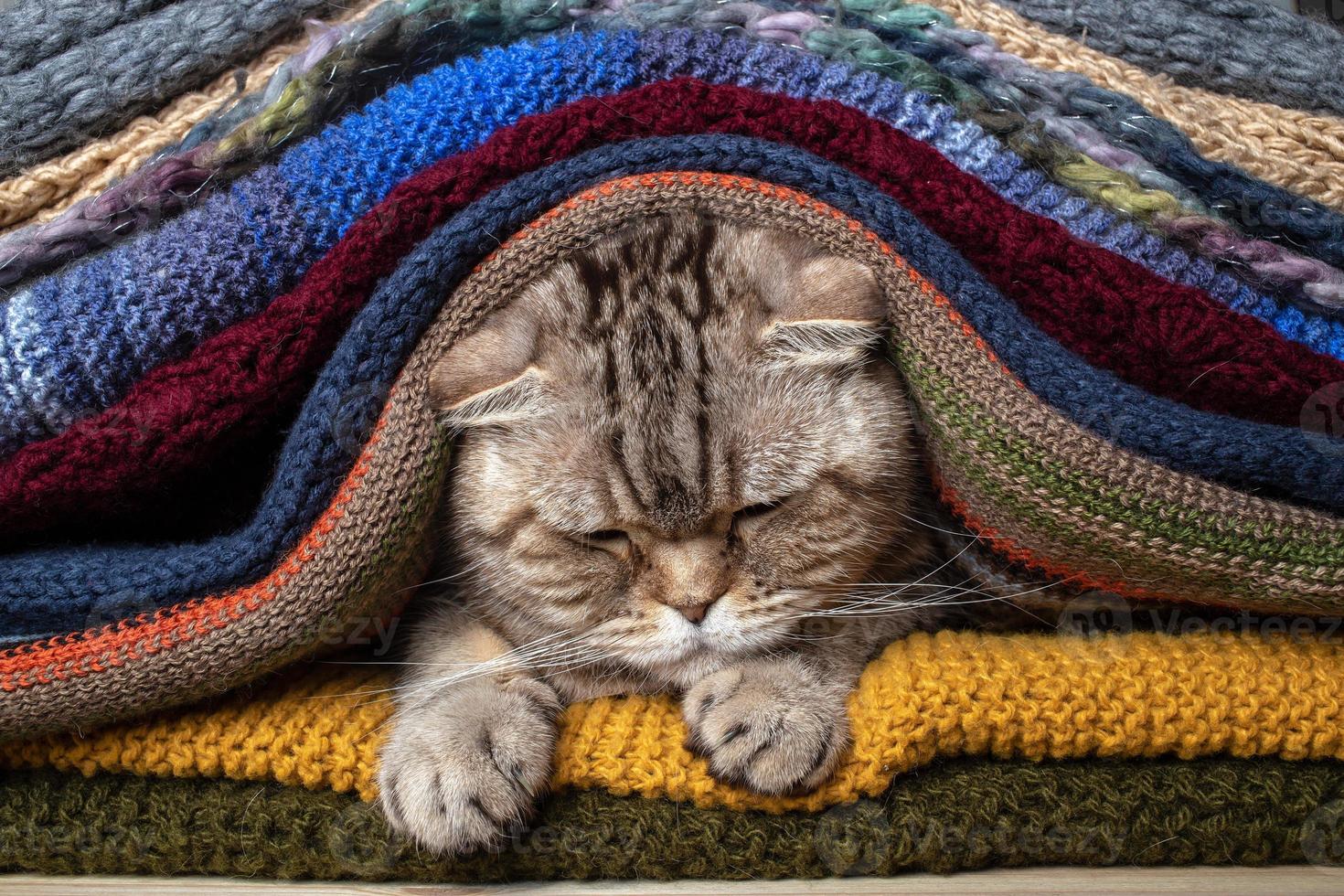 Upset Scottish fold cat hid in a pile of colorful knitted scarves. Preparing for the cold. photo