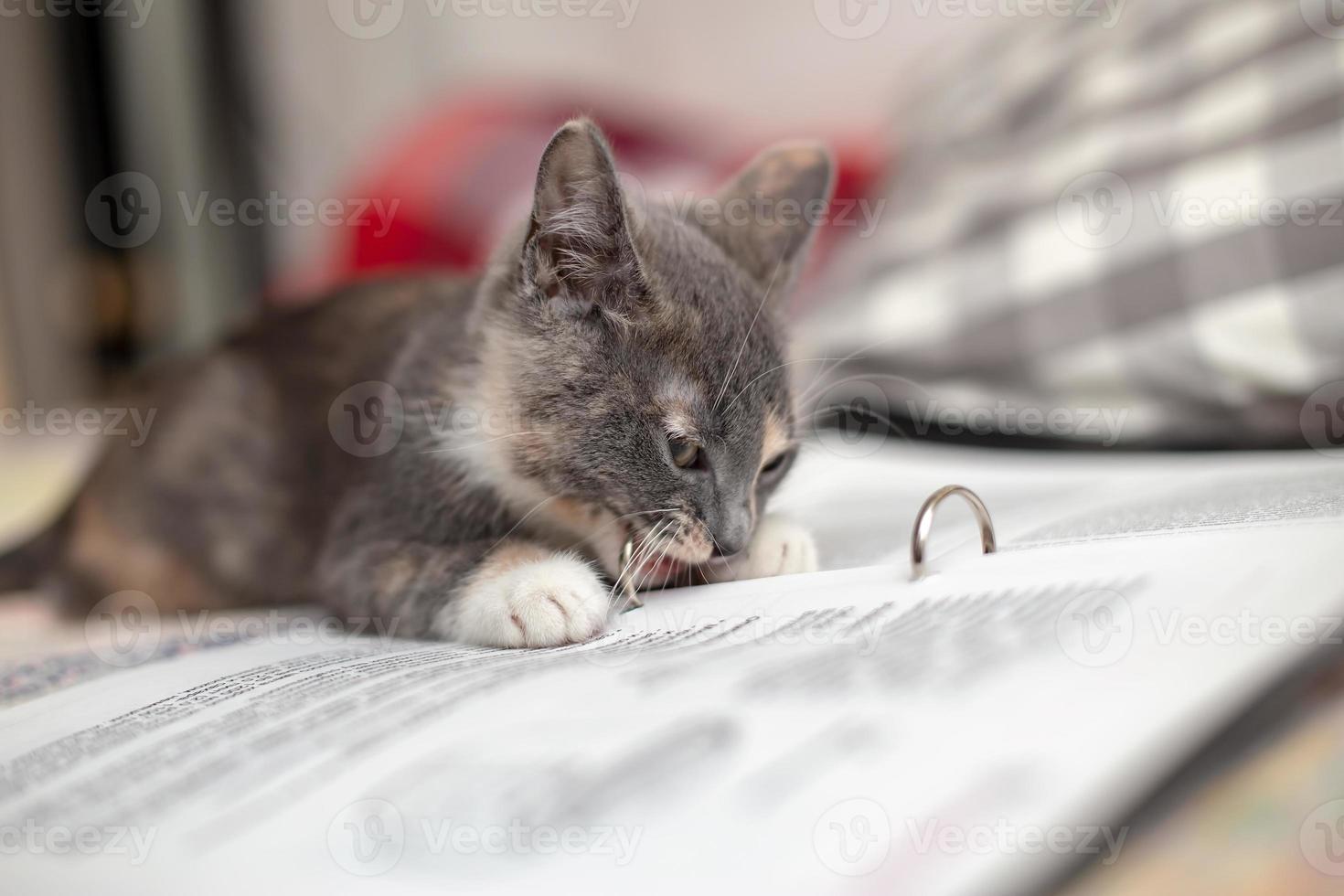 Funny kitten gnaws at a notebook with notes, lying on the couch. Close-up. photo