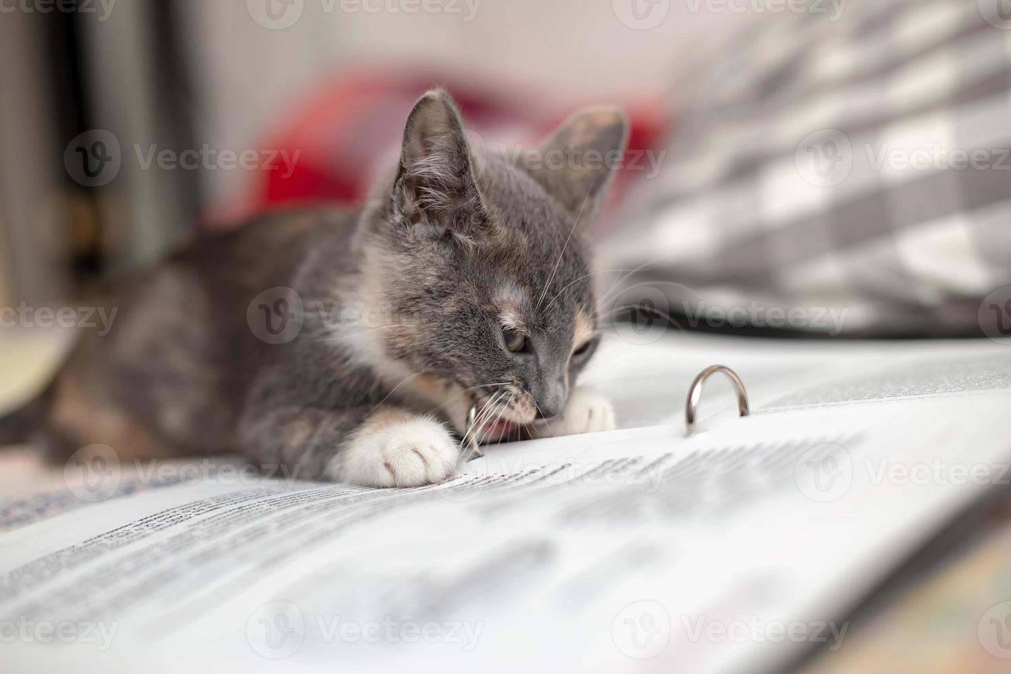 el gatito divertido roe un cuaderno con notas, acostado en el sofá. de cerca. foto