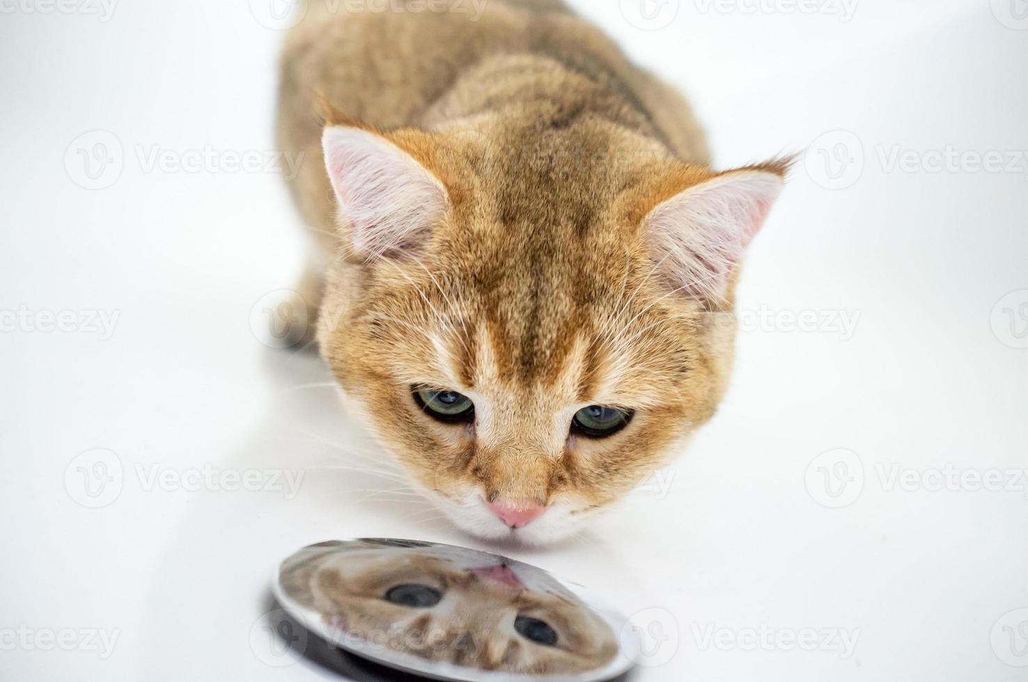 Funny cat sits in a white bath and looks with interest into the mirror drain of water at its reflection of the muzzle. photo