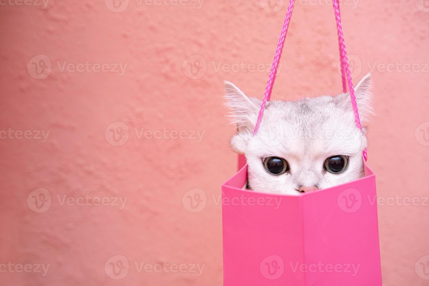 Charming cat hiding in a gift bag and seriously watching someone. Isolated, on a pink background. Copy space. photo