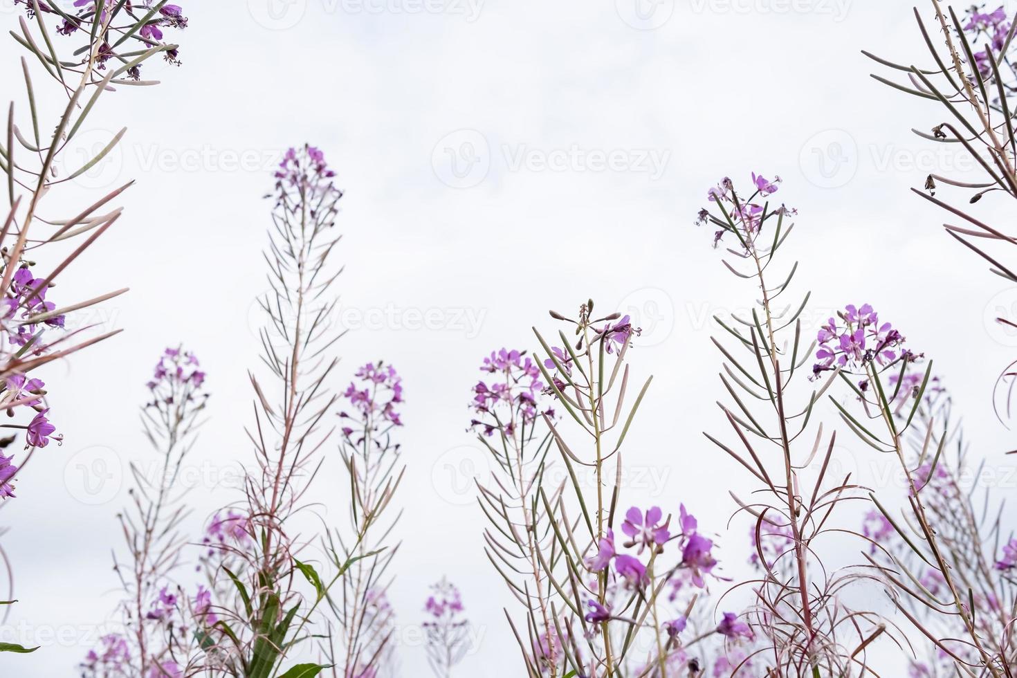 Blooming Chamerion angustifolium or rosebay willowherb, or great willowherb. Fireweed leaves can be used as fermented tea. photo