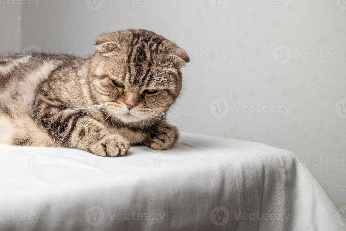 Sad pregnant Scottish Fold cat lies on the table and looks thoughtfully against the background of the wall. photo