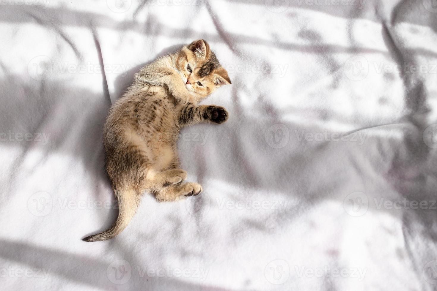 Funny little British kitten is lazily resting on a white blanket in the sunlight. Copy space. photo