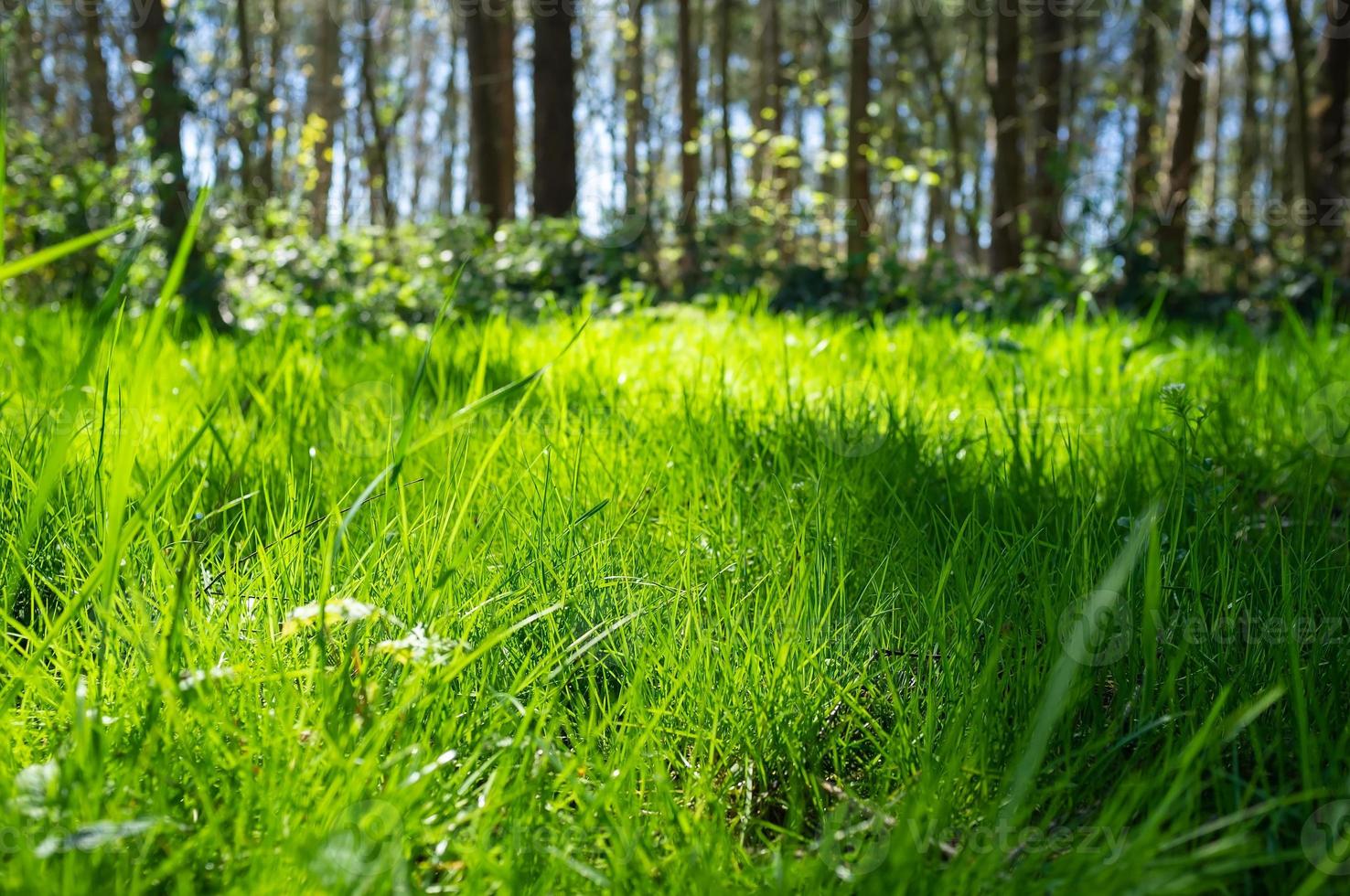 hierba verde en los rayos del sol de primavera, contra el telón de fondo de los árboles y un cielo azul, en el bosque. foto