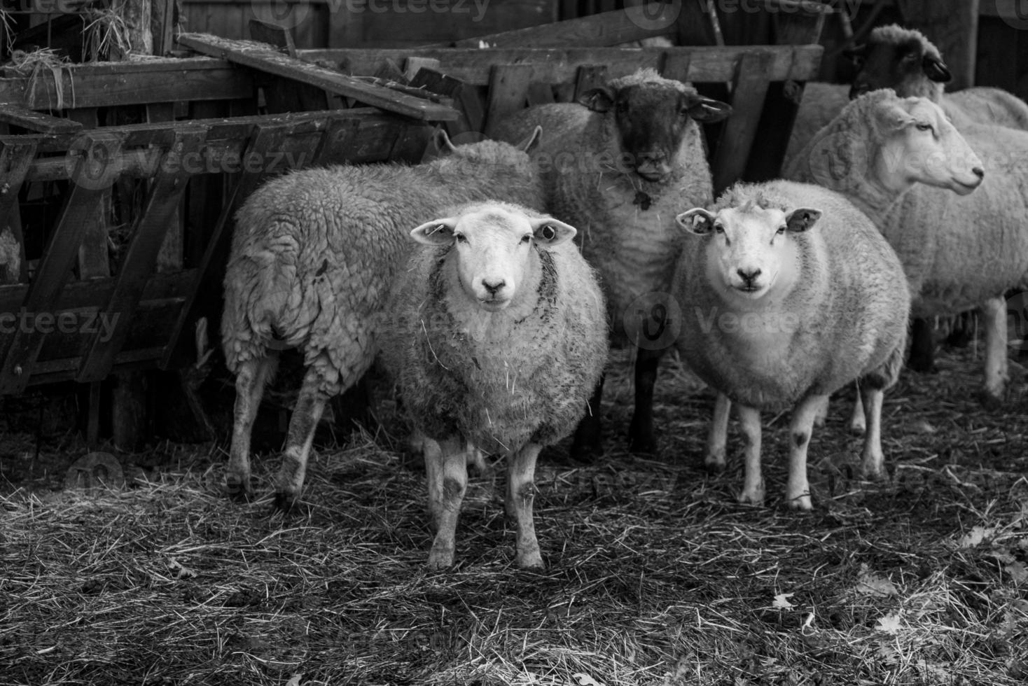 Sheeps in germany photo