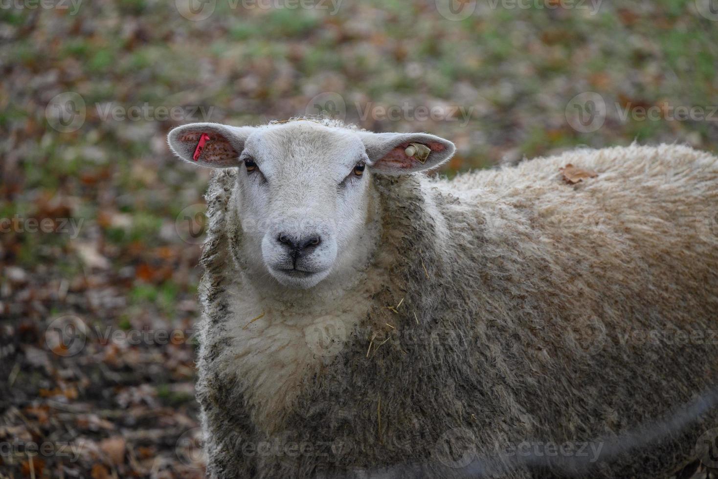 Sheeps in germany photo