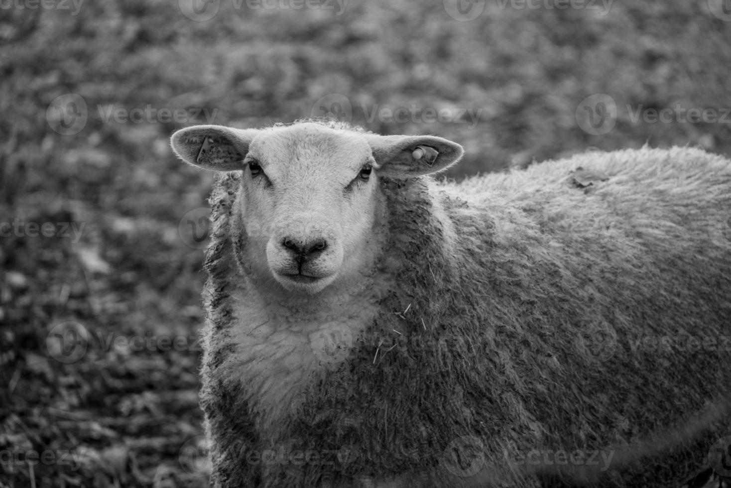 Sheeps in germany photo