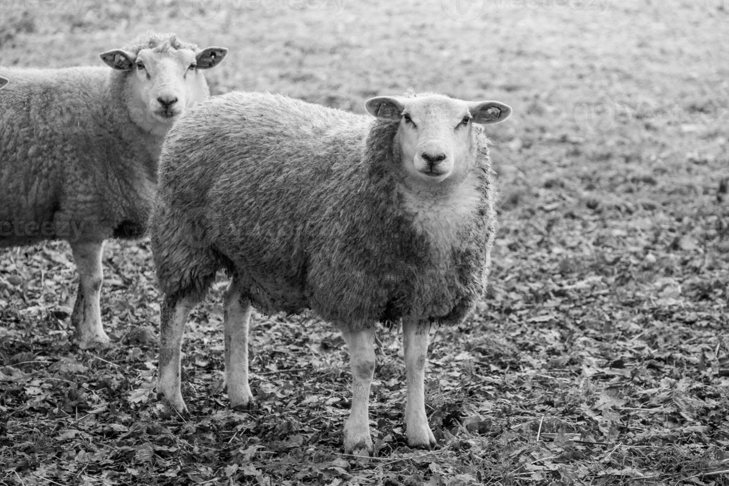 Sheeps on a field in germany photo