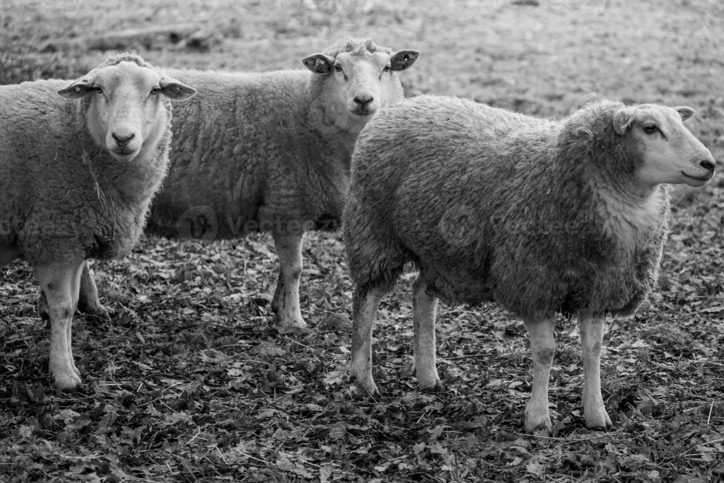 Sheeps on a field in germany photo