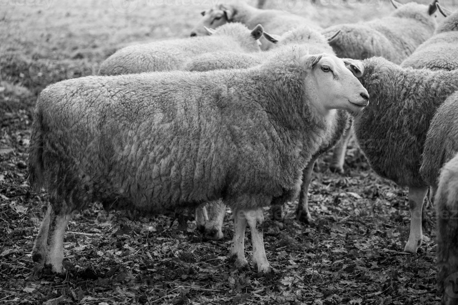 Sheeps on a field in germany photo