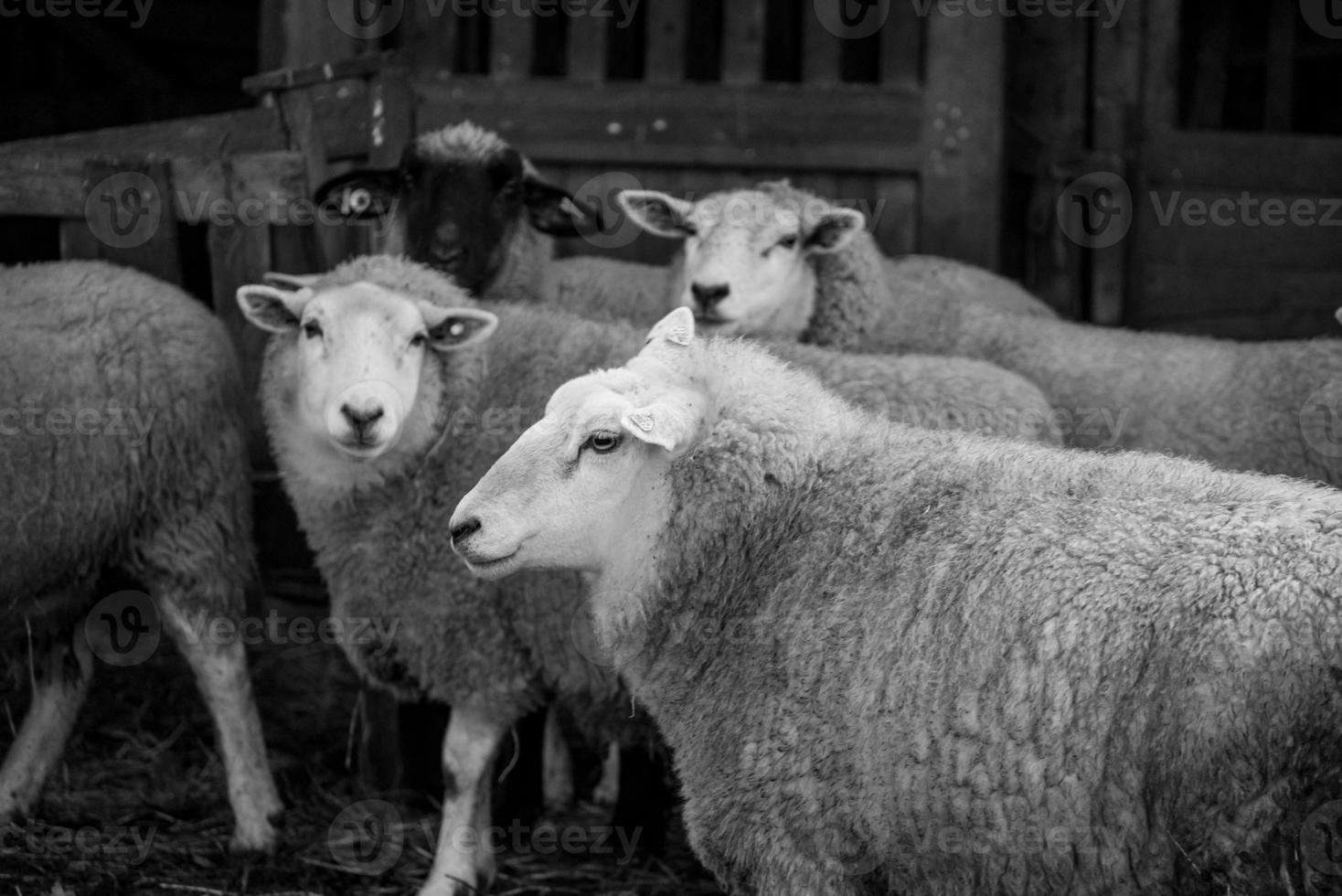 Sheeps on a field in germany photo
